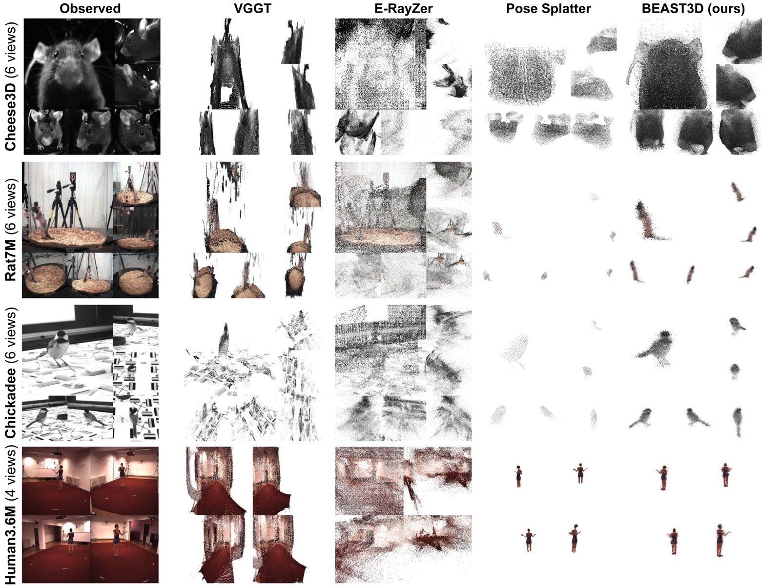 Predicted 3D point clouds from VGGT, E-RayZer, Pose Splatter, and BEAST3D across Cheese3D (mouse), Rat7M, Chickadee, and Human3.6M. BEAST3D produces the cleanest reconstructions.